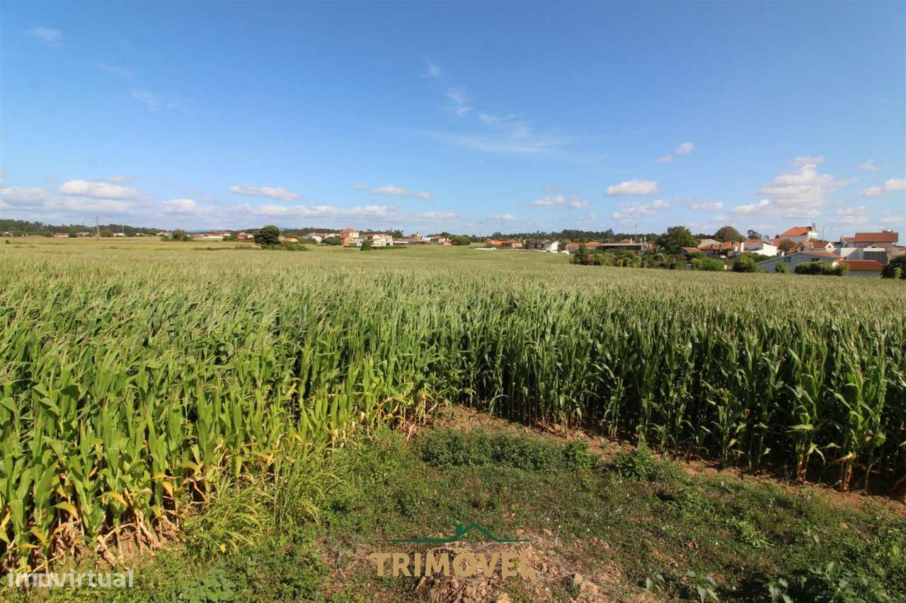 Terreno urbano com moradia antiga em Válega, Ovar-16