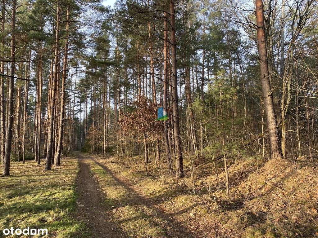 Działka przy lesie w Wiknie nad jeziorem Omulew - Pełny obrazek: 4/14