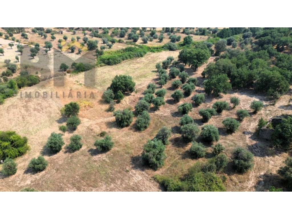 Terreno rústico com 3040m2, para venda, em Salgueiro do Campo. - Grande imagem: 2/11