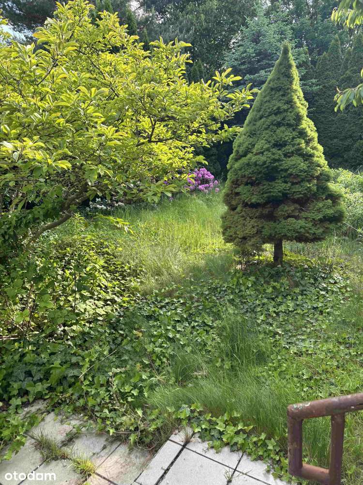 Stary Grunwald Przedwojenna solidna willa pow. 627 m2-8