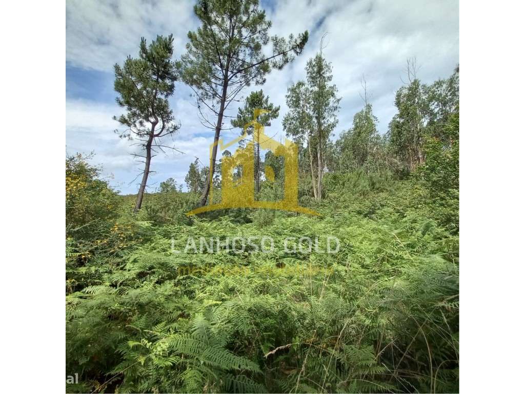 Bouça Mosteiro, Vieira do Minho - Grande imagem: 3/16