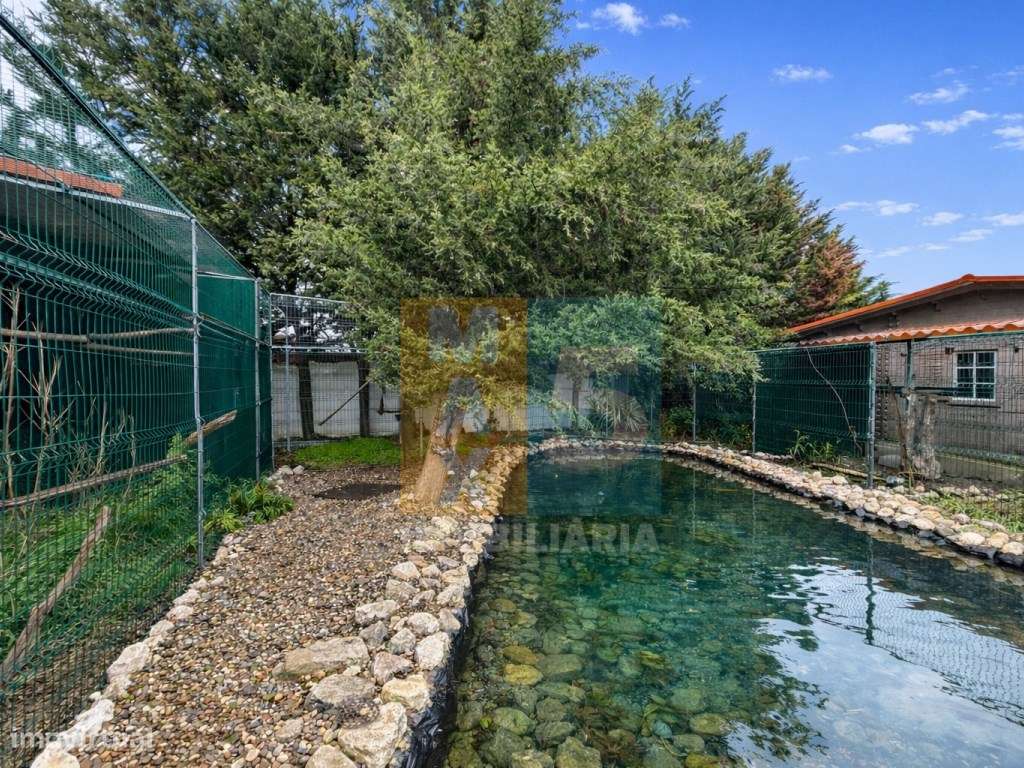Quinta com 4.880 m2 - Alpiarça-43
