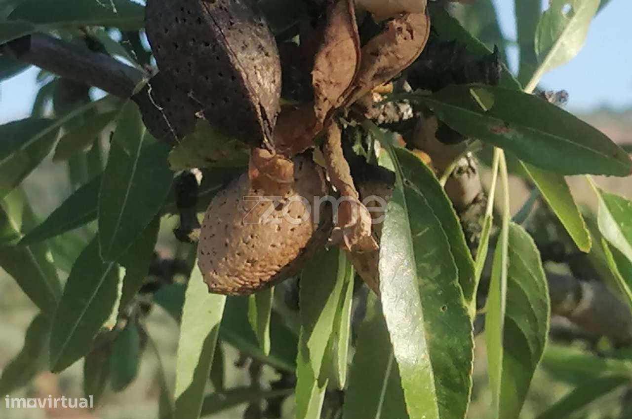 Terreno Agrícola com Rentabilidade (Olival, Amendoeiras) em Trevões - Grande imagem: 2/15