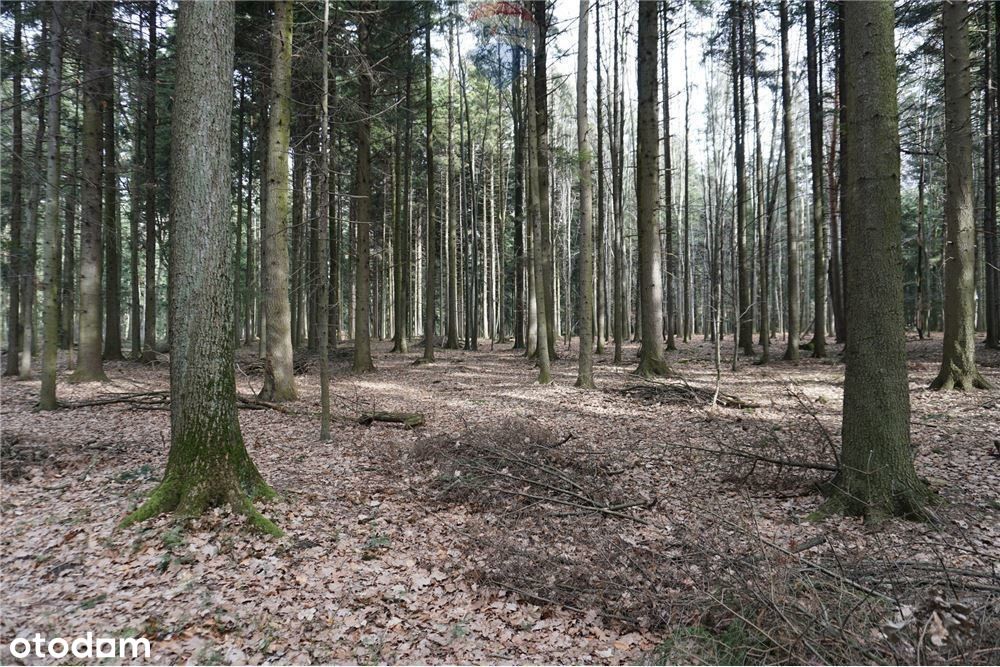 Las, działki leśne na sprzedaż