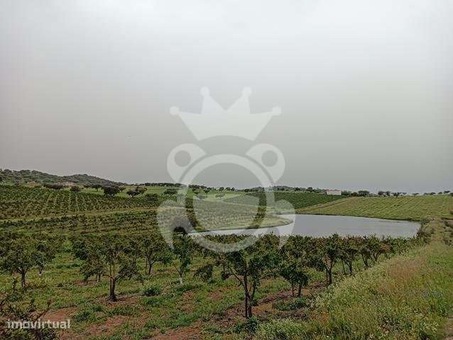 Pomar - 15 ha (romã e alfarroba) - NOVO PREÇO!! - Grande imagem: 4/33