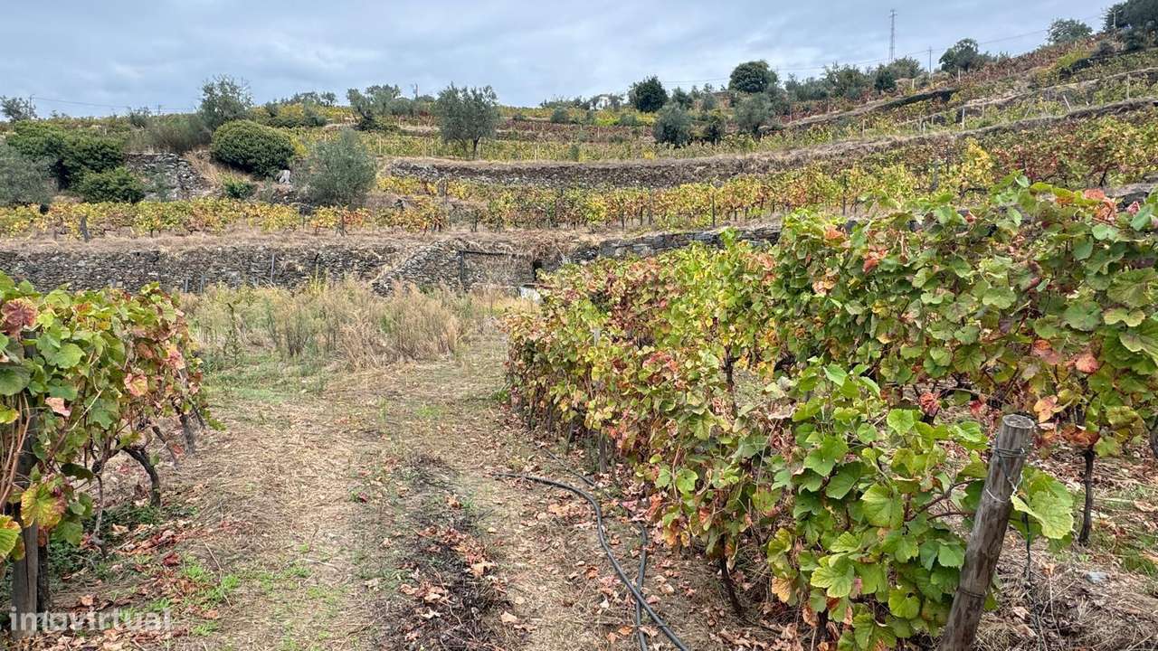Quinta do Prado em Moura Morta, Régua-17