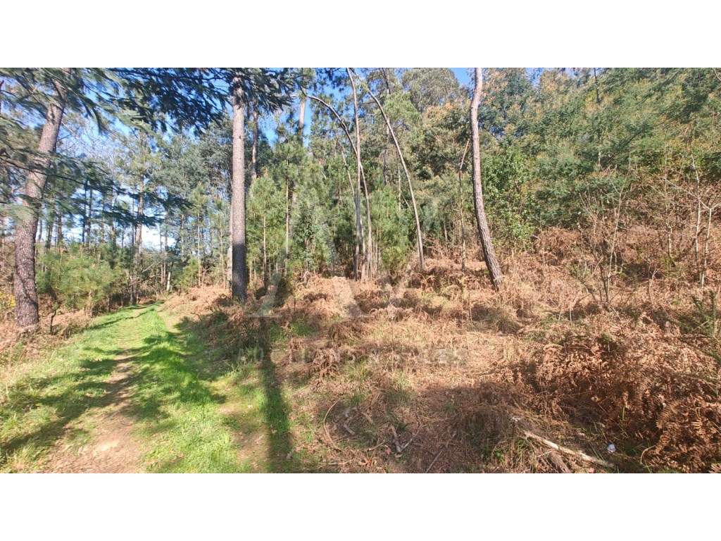 Terreno Rústico - S. MIGUEL DE VILA BOA - SÁTÃO |LEILÃO ELETRÓNICO|... - Grande imagem: 4/6