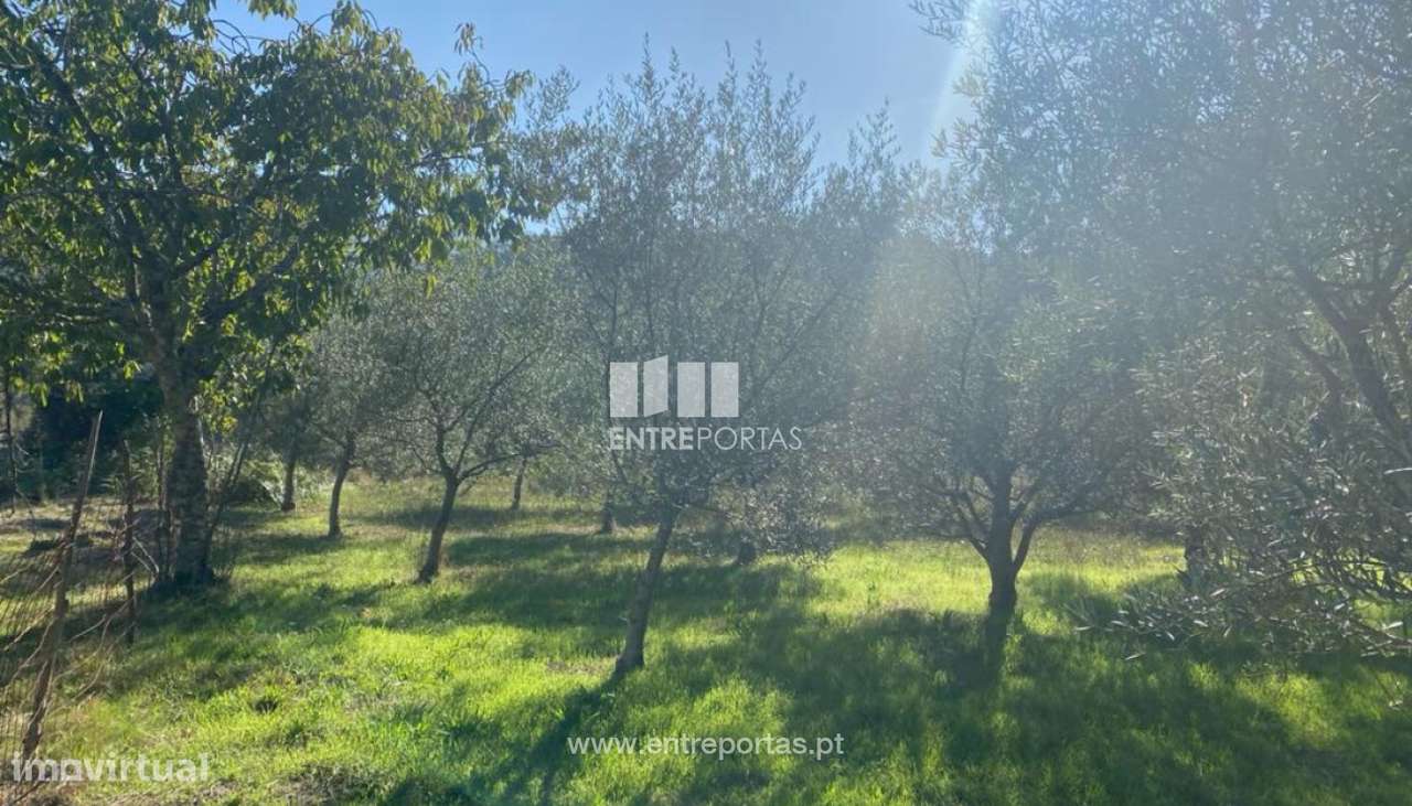 Venda Terreno, São Cristóvão de Nogueira, Cinfães - Grande imagem: 2/29