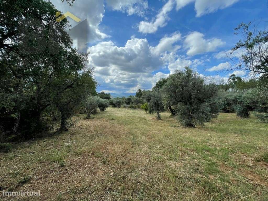 Quinta em Juncal do Campo - 4920m² de pura tranquilidade - Grande imagem: 3/21