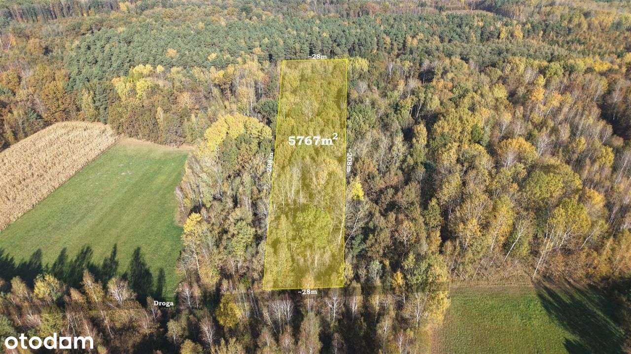 Duża zadrzewiona działka nieopodal Wkry.-13