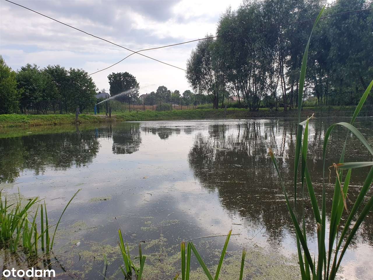 Okazja! DOM Siedlisko Budynki Gosp SAD Staw ok 1h-5