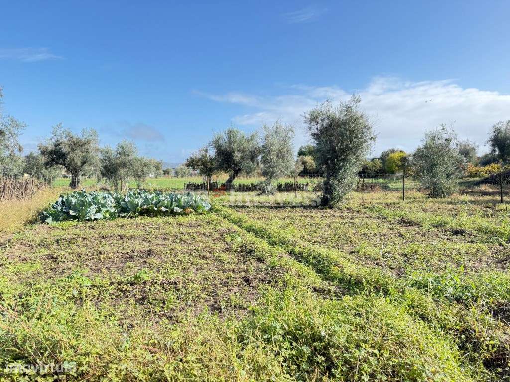 Terreno Rustico- Monte Galego - Grande imagem: 3/6