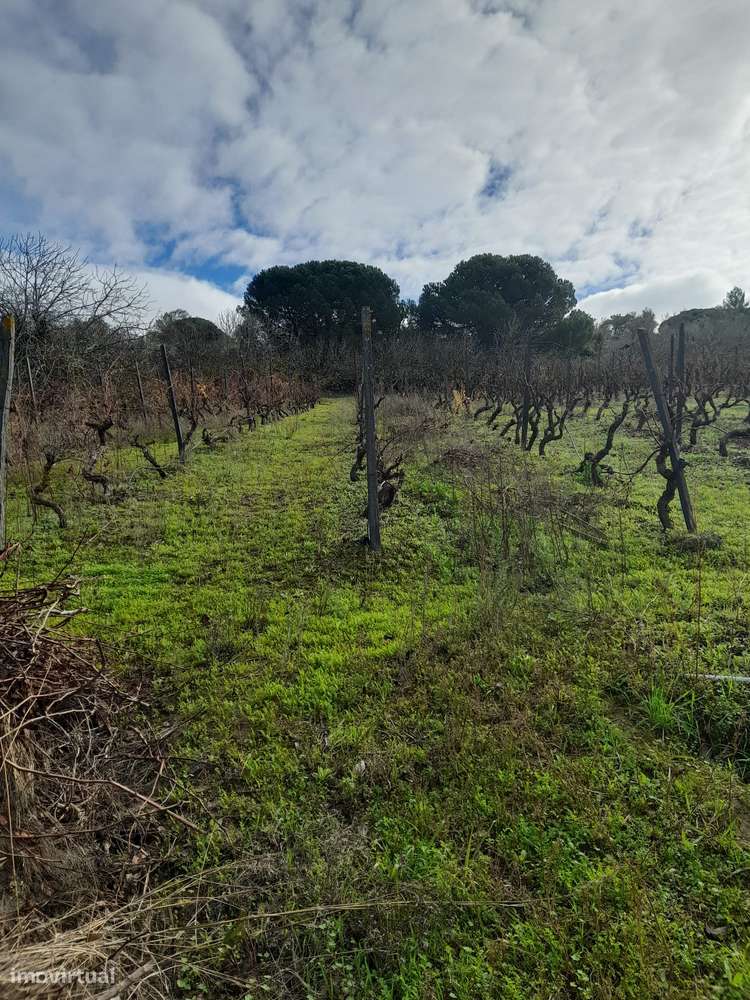 Azeitão/ Parque Natural Arrábida Quinta 7250 m2 com Moradia-39