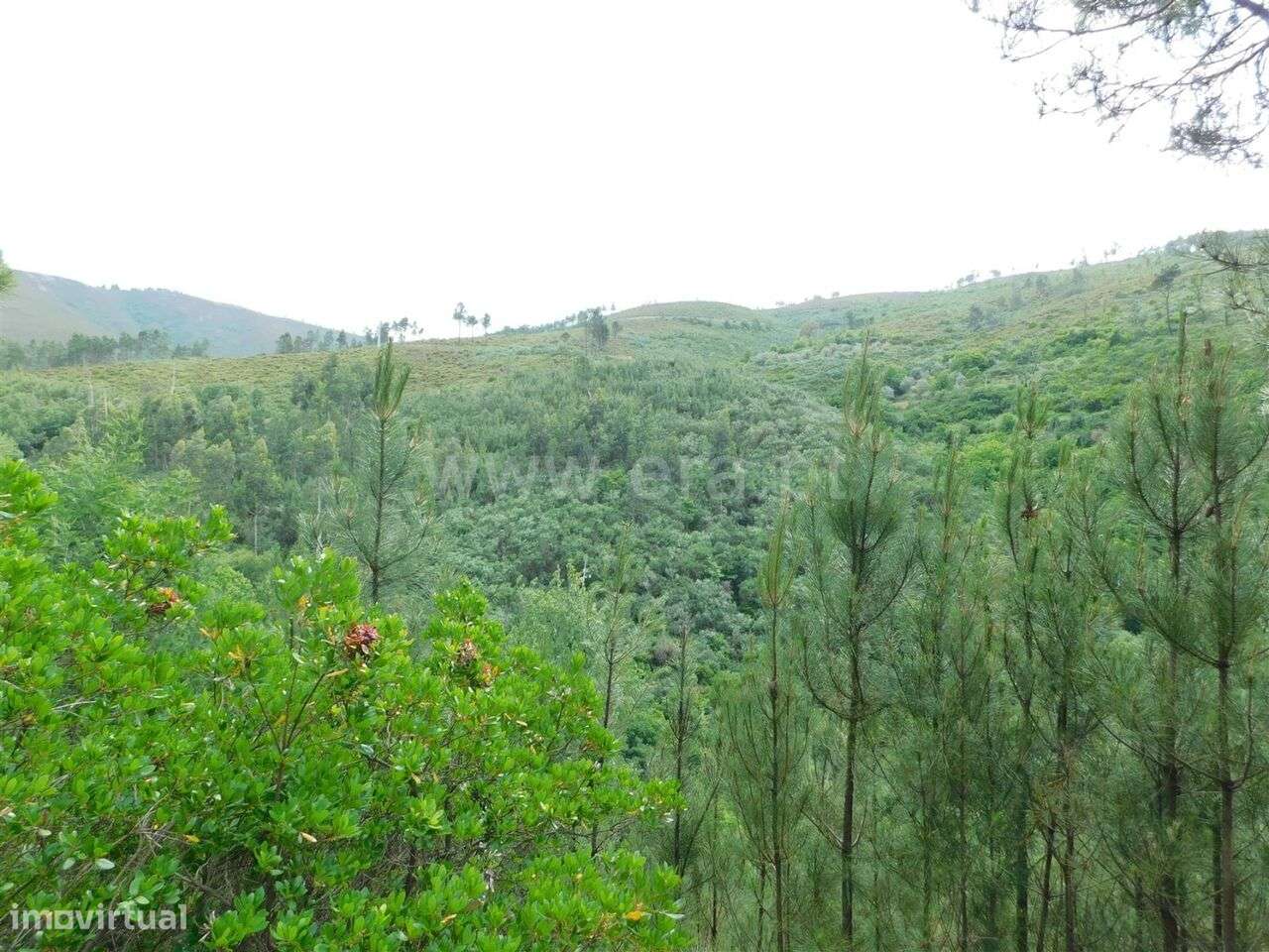 Terreno / Seia, Sazes da Beira - Grande imagem: 5/19