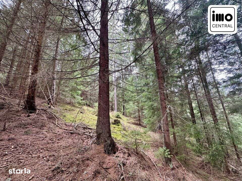 TEREN PARCELABIL, aproape de partia de ski Marisel si Crucea Iancului - Imagine principală: 5/9