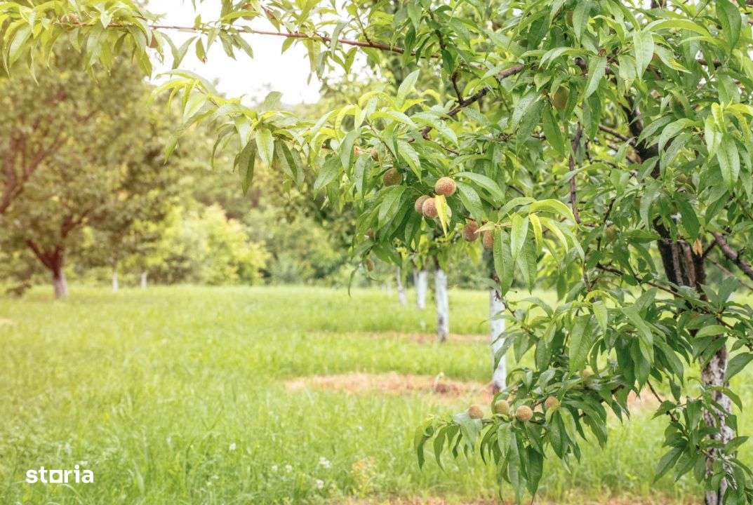 Viseaza, construieste, culege: Livada Paradisului – De Vanzare - Imagine principală: 3/19