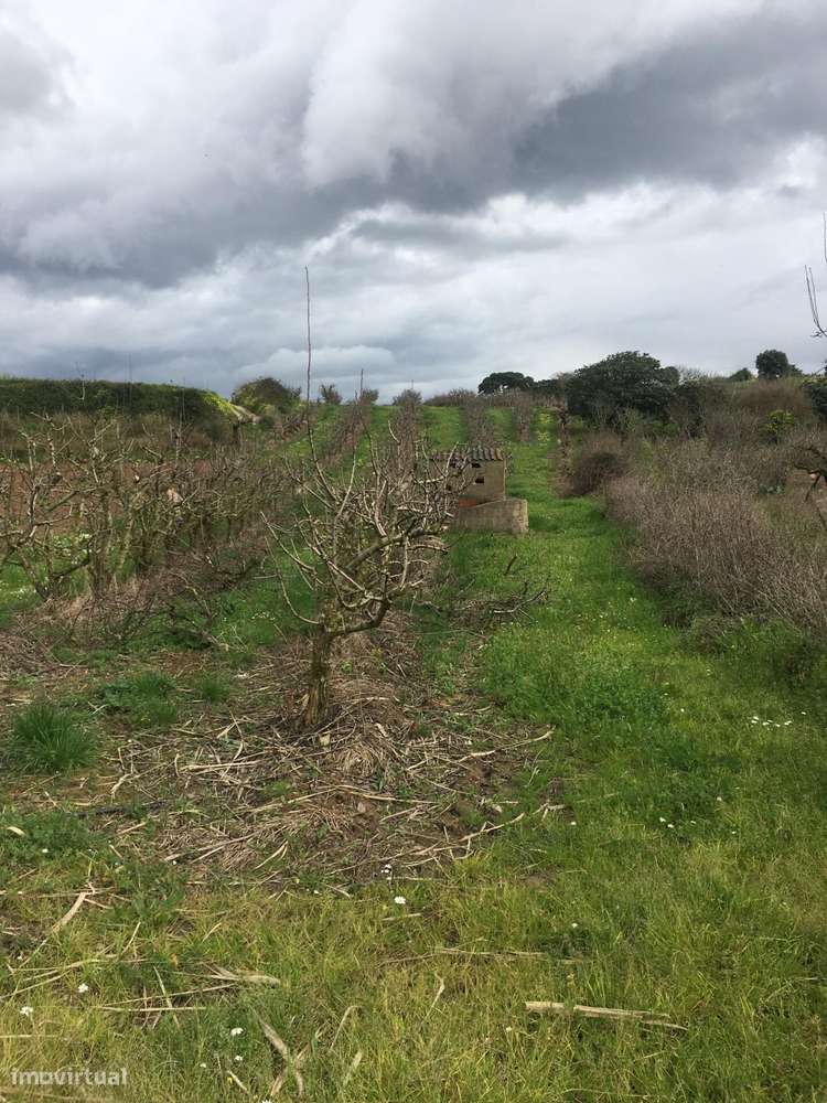 Terreno Agrícola com Pereiras Plano com Irrigação - Grande imagem: 4/21