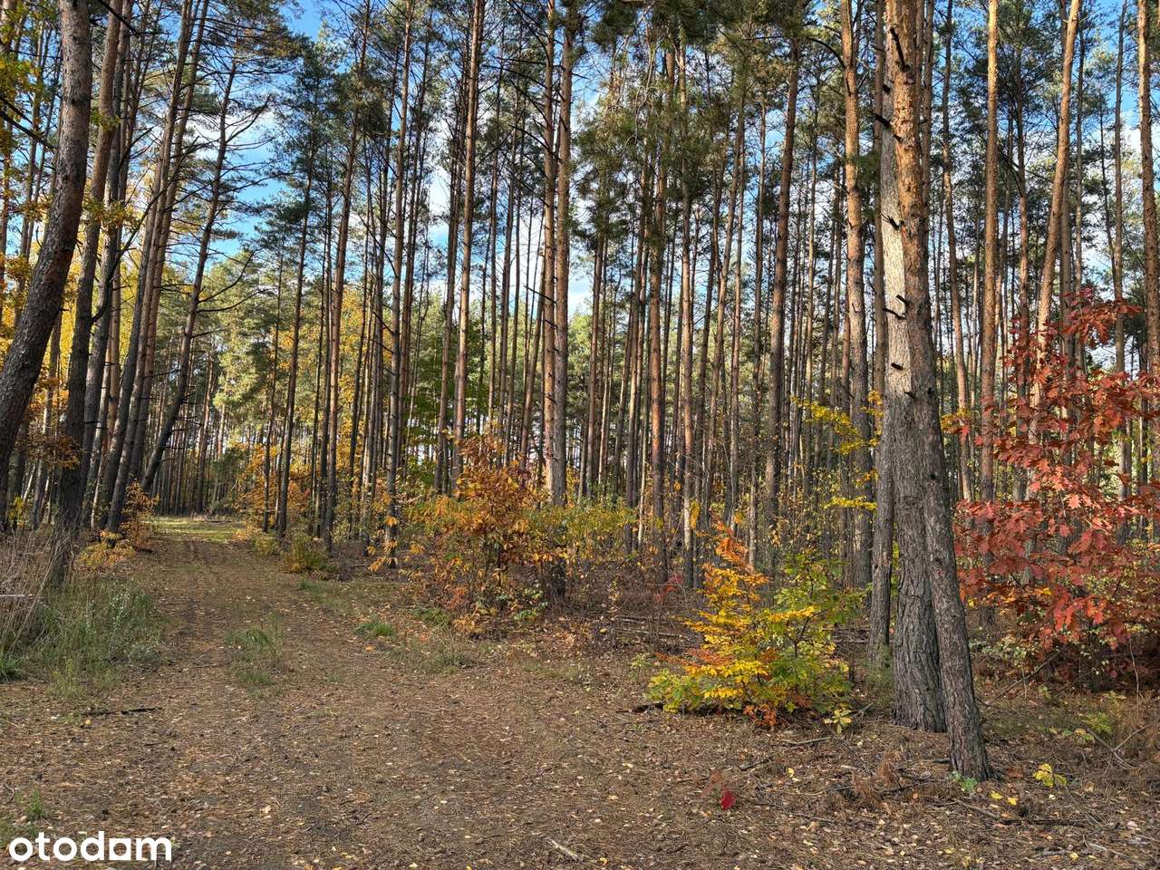 Wyjątkowa leśna działka z prawem do zabudowy - Pełny obrazek: 4/9