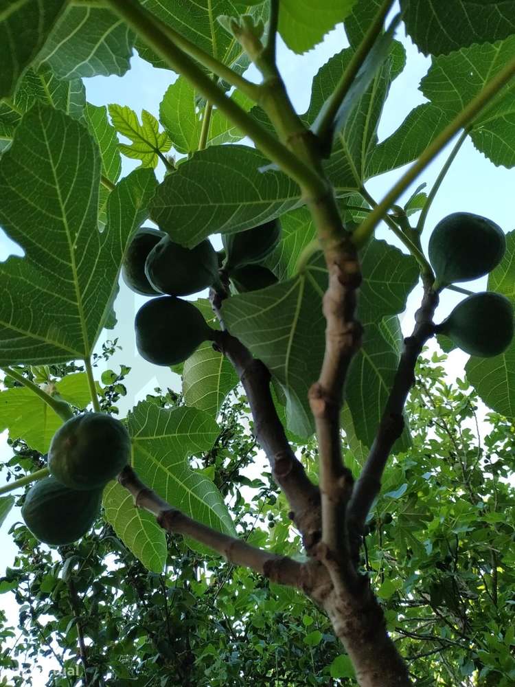Terreno Urbano em Castelo Viegas - Grande imagem: 2/13