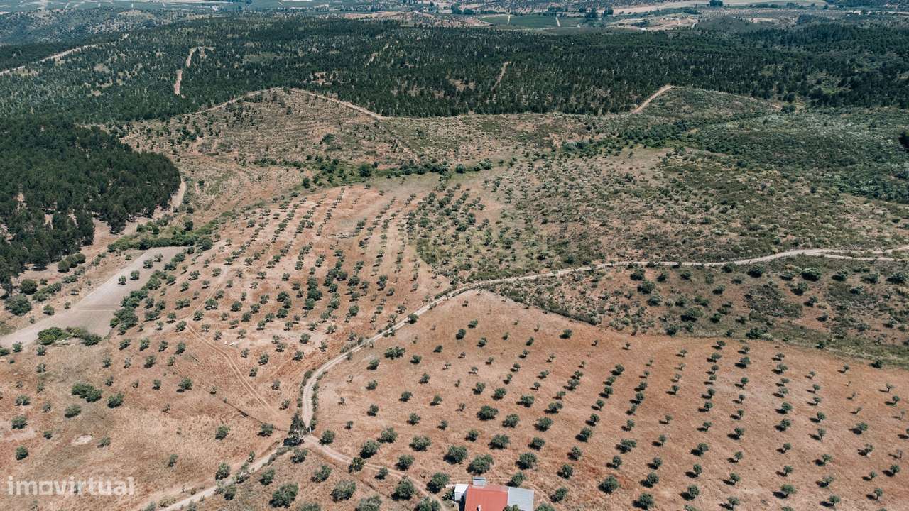 Quinta 54ha, Escalos de Baixo, Castelo Branco - Grande imagem: 4/60