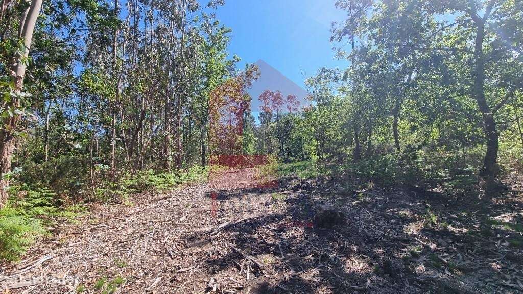 Terreno florestal, Balança - Grande imagem: 4/26