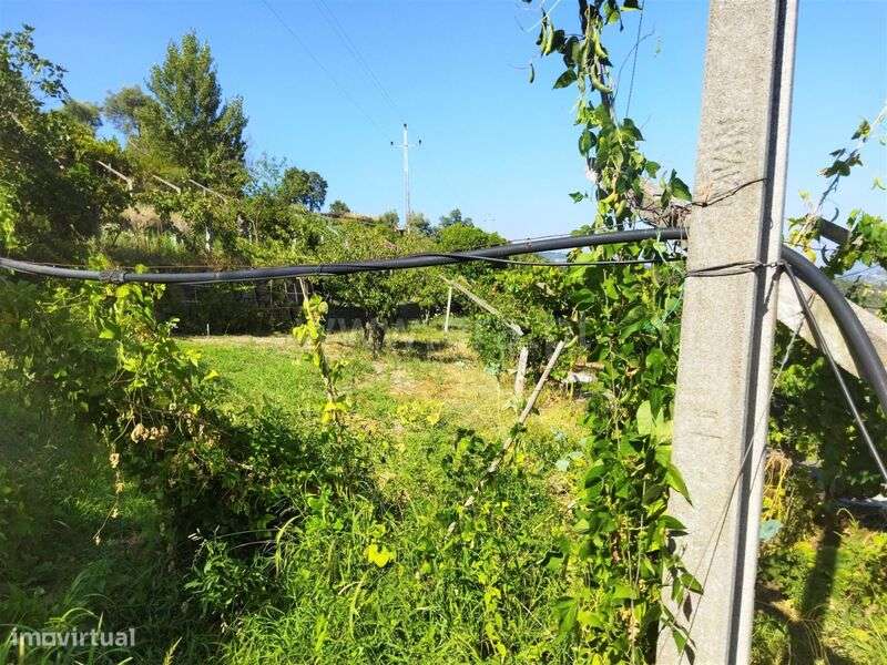 Quintinha / Baião, Ancede - Grande imagem: 5/20