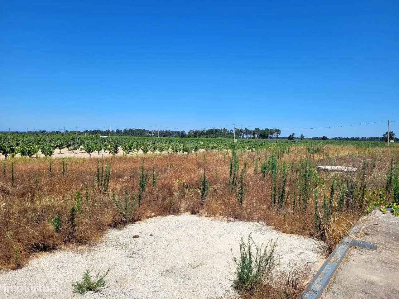 Oportunidade em Almeirim – Terreno 4.920 m² - Grande imagem: 3/13