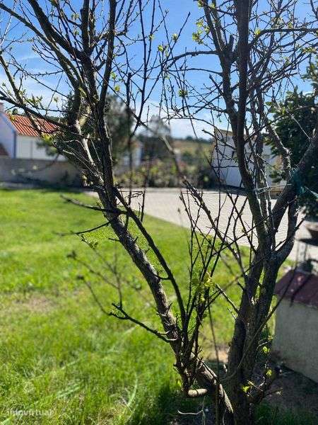 Moradia geminada - Grande imagem: 4/12