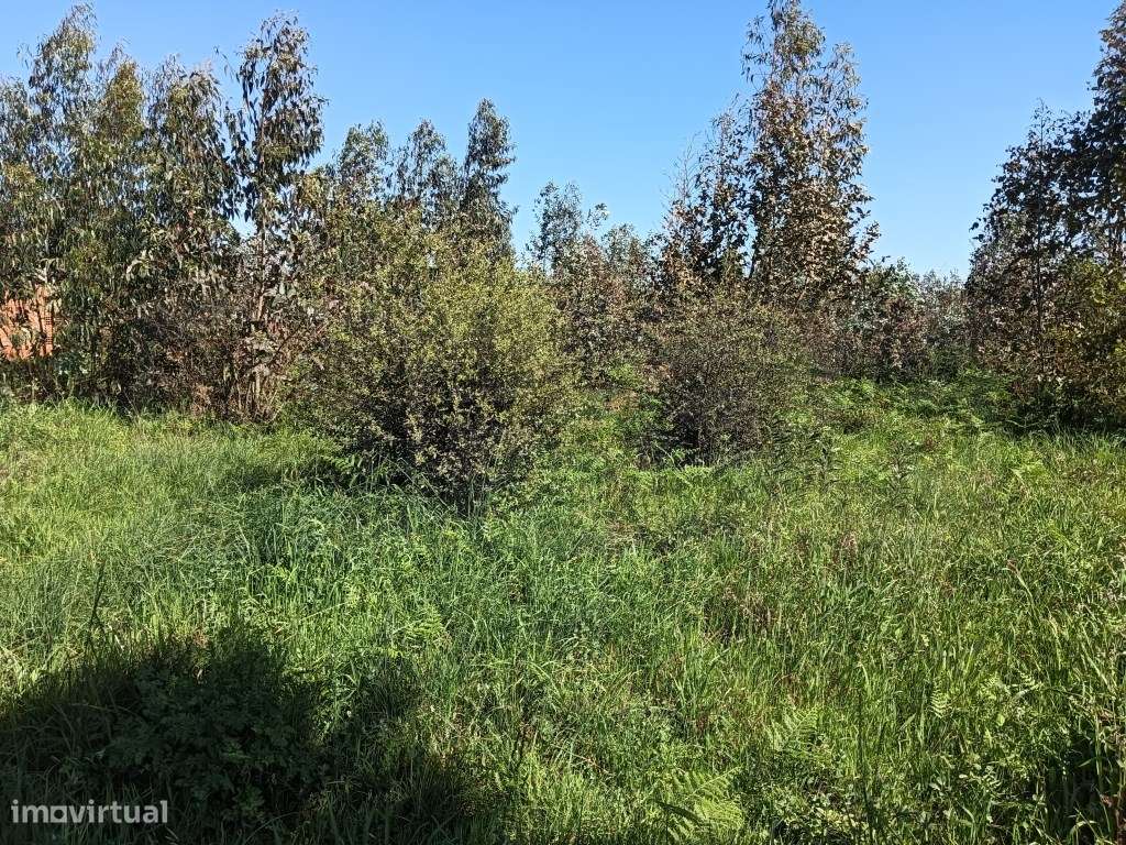 Terreno com 22.50m de frente para moradia - Alquerubim / Albergaria... - Grande imagem: 5/10