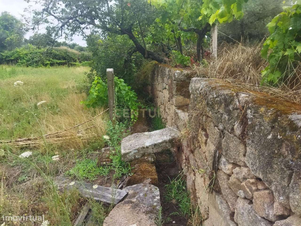 Terreno Rústico na Lousa, Castelo Branco-10