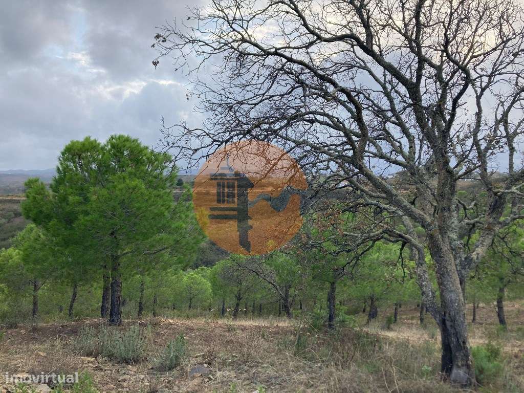 TERRENO COM 32440 M2 COM ARVORES - VISTA - POSSIBILIDADE DE CONSTRU... - Grande imagem: 4/33