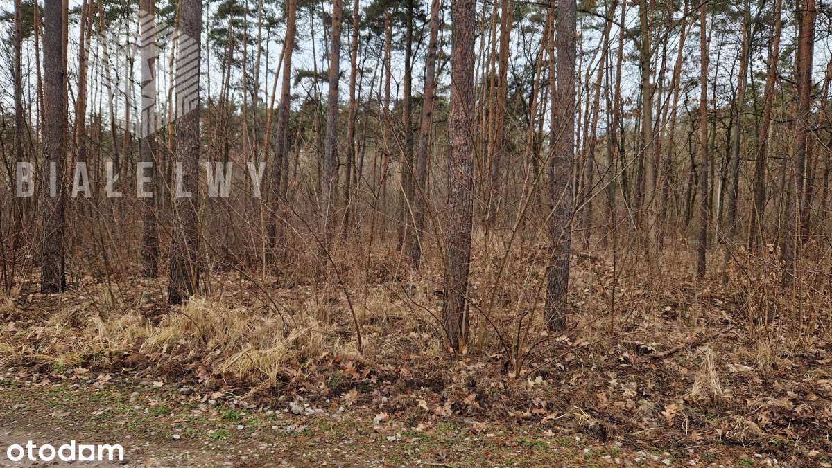 Działka budowlana w Łomiankach. Otulinia Kampinosu - Pełny obrazek: 4/8