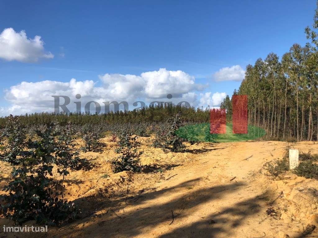 Terreno com Eucaliptal e Casa - Alcoentre***RIOMAGIC*** - Grande imagem: 2/11