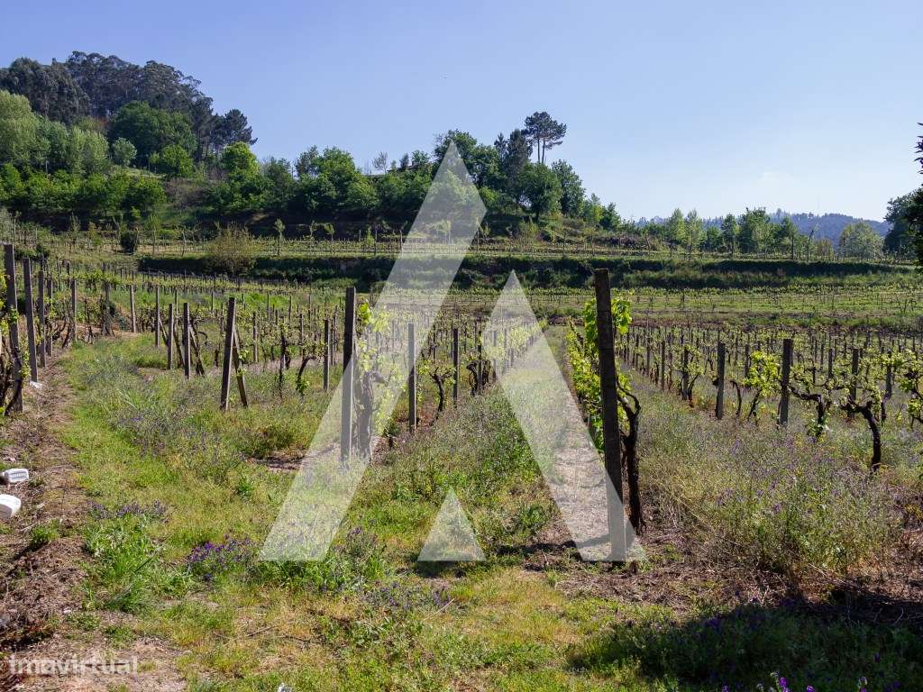 Vinhas Produtivas à Venda em Jugueiros, Felgueiras - Grande imagem: 5/12