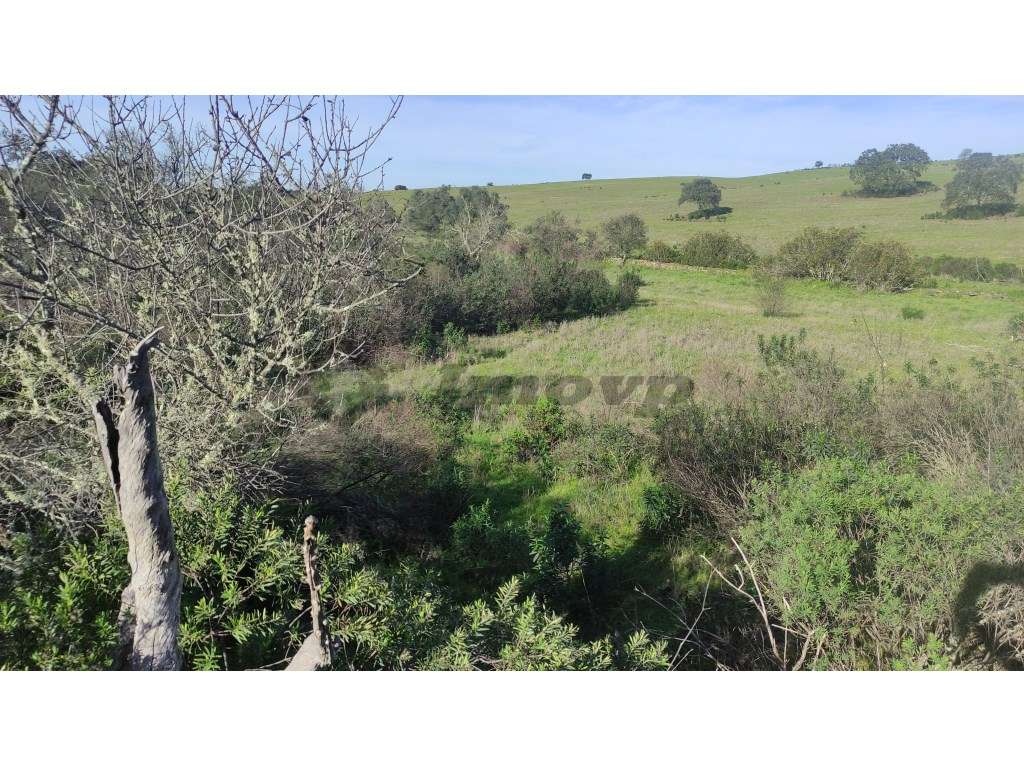 Terreno rústico de 0,65Ha localizado a cerca de 250mt da localidade... - Grande imagem: 5/10