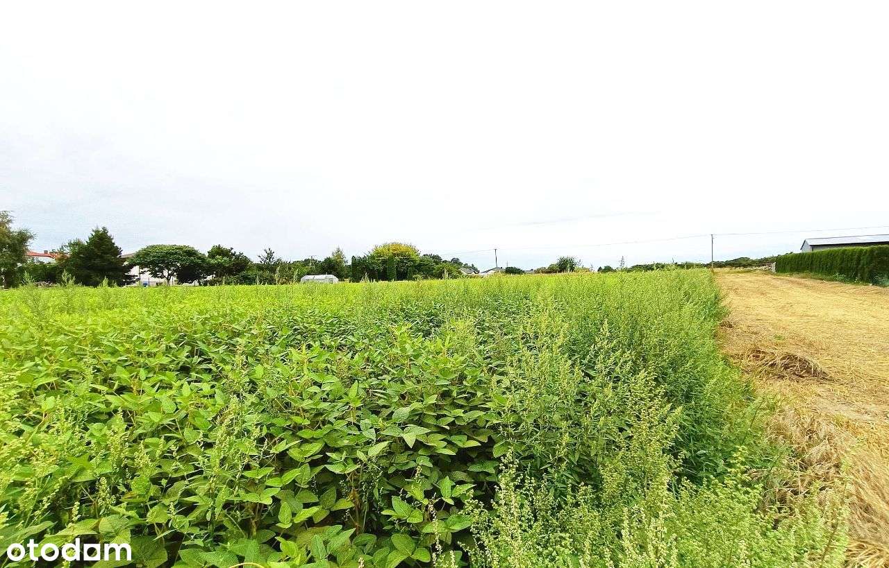 Działki rolne, Werbkowice - Pełny obrazek: 4/7