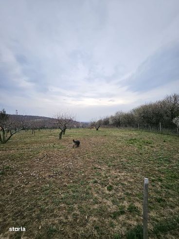 De vanzare teren intravilan, situat pe str. Piersicilor Oradea-0
