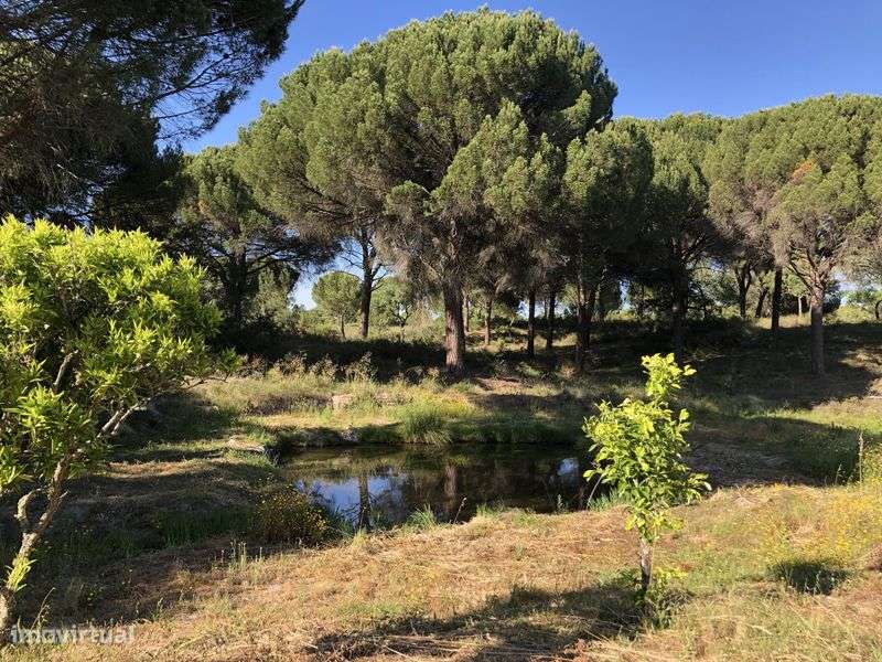 Monte em Feixe - Coruche, 5 ha-6