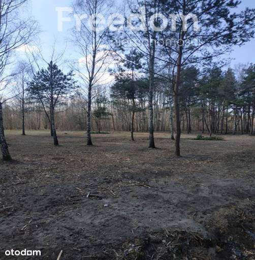 Atrakcyjna działka budowlana w Ludwikowie - Pełny obrazek: 4/8