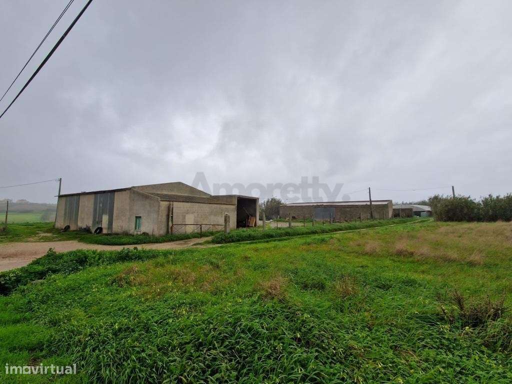 Terreno Para Agricultura em Torres Vedras-7