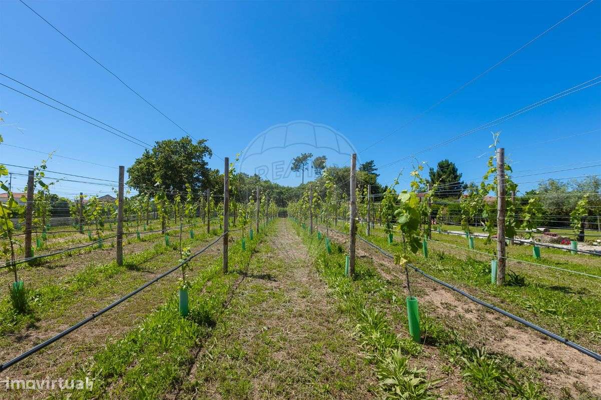 Quinta T10 para venda - Grande imagem: 4/50