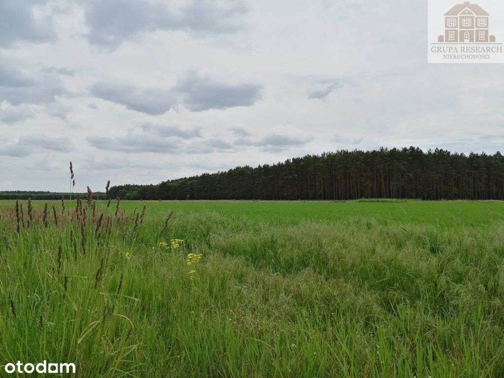 Piękne Działki Przy Lesie (Stefanowskie Holendry) - Pełny obrazek: 5/12