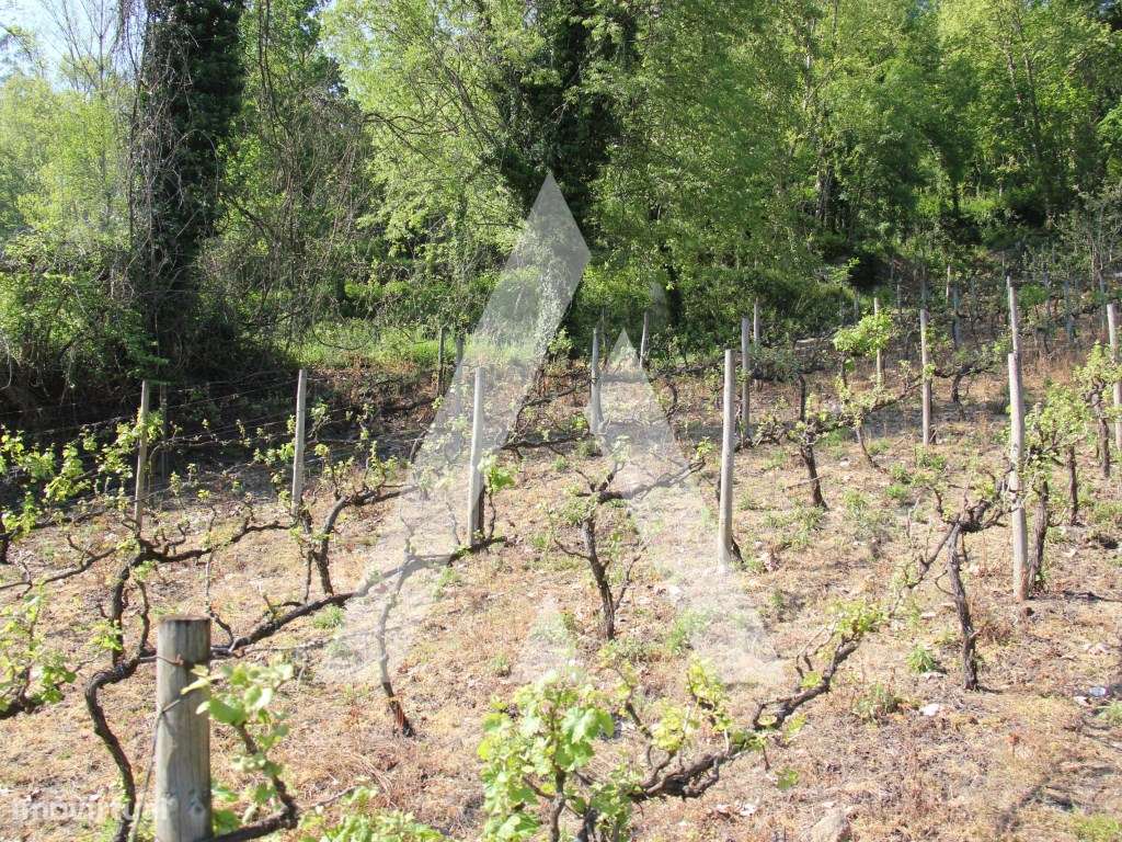 Vinha com Moinho em Jugueiros, Felgueiras - Grande imagem: 5/12