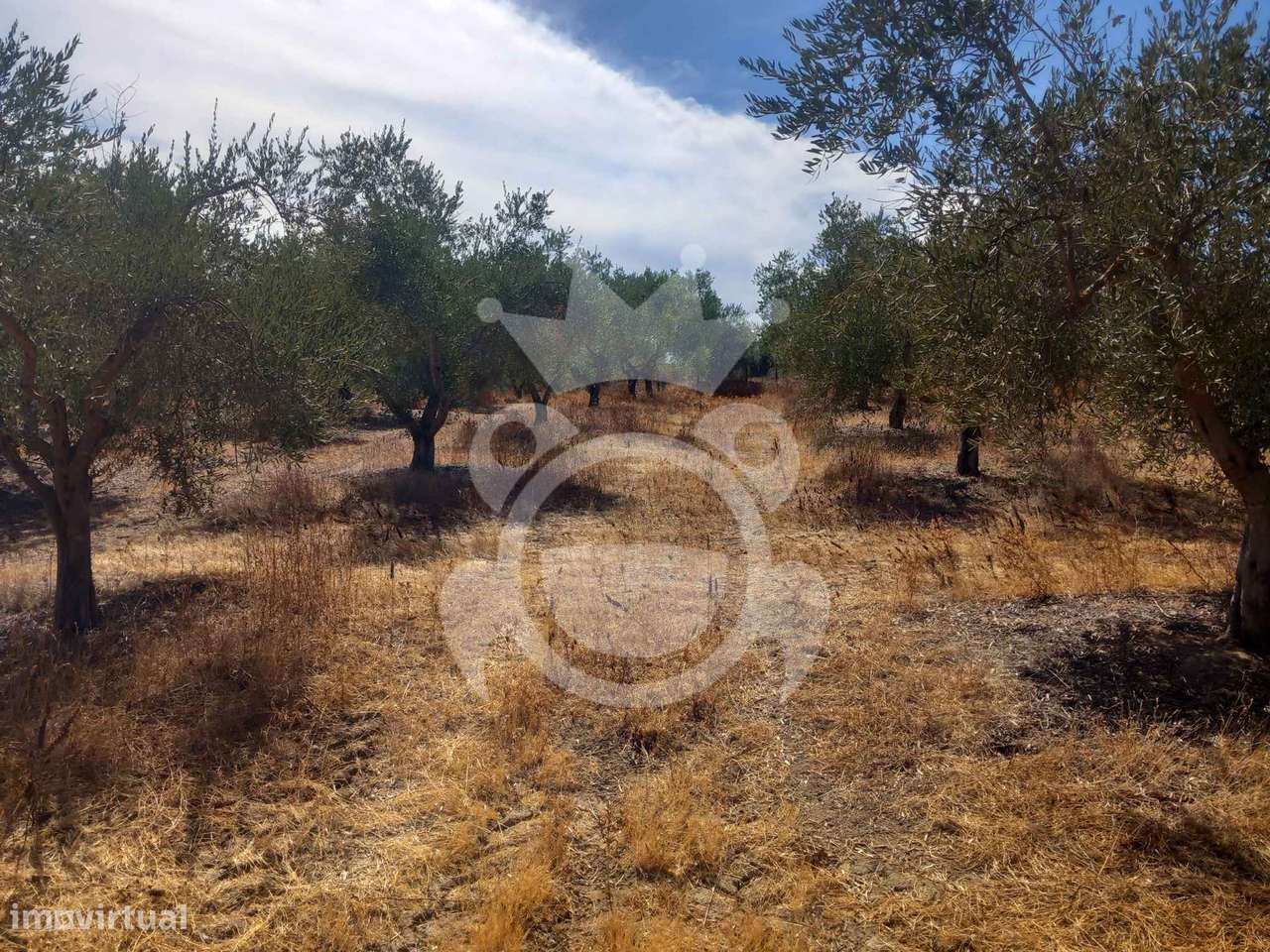 Olival tradicional com dependência agrícola - Vale de Vargo-20