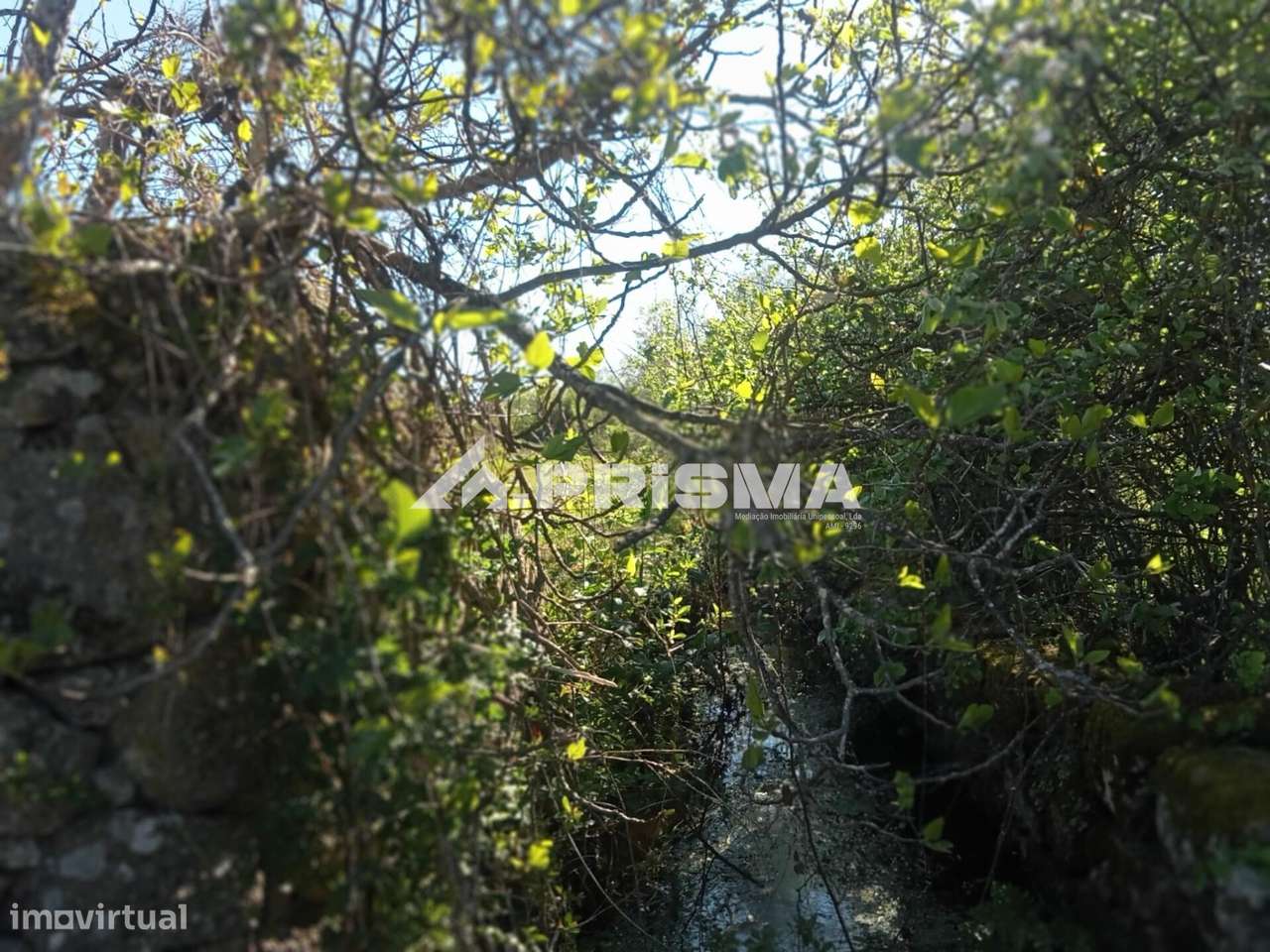 Quintinha para venda em Tinalhas, Castelo Branco-12
