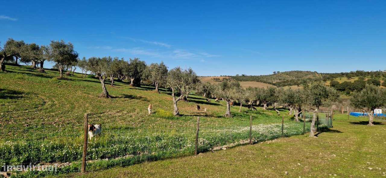 Herdade de 62 Hectares no Coração do Alentejo – Évora  - Agricultura --32