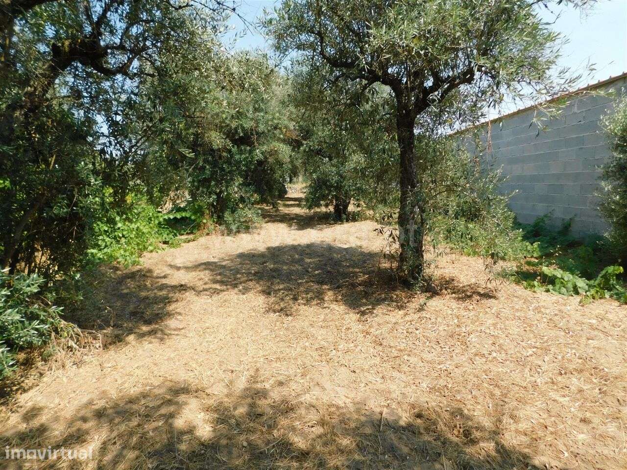 Terreno com ruina / Fundão, Fundão - Grande imagem: 5/12