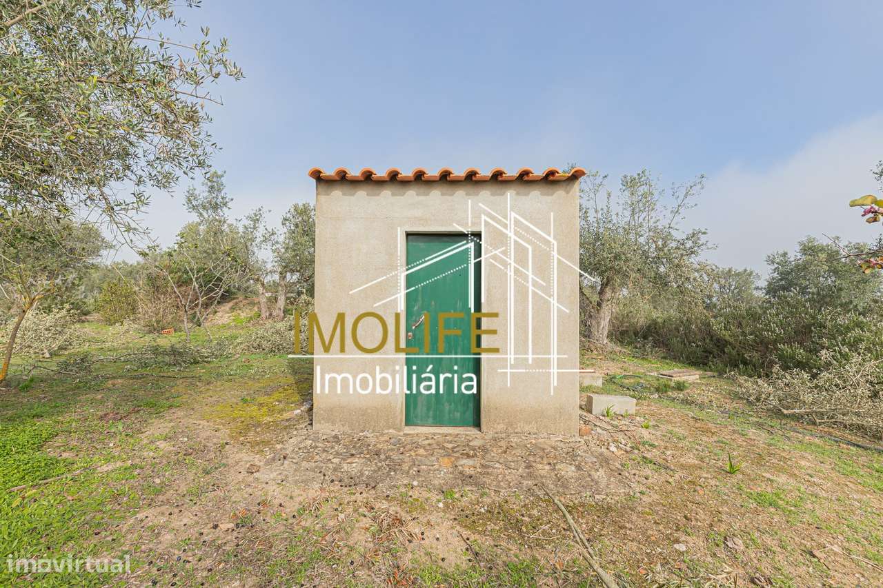 MONTINHO DO CHIADO - MALARRANHA - PAVIA-24