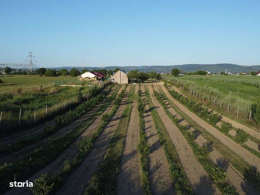 Casa Tip Cabana Letea Veche 5200 mp teren Livada Aluni - Imagine principală: 5/20