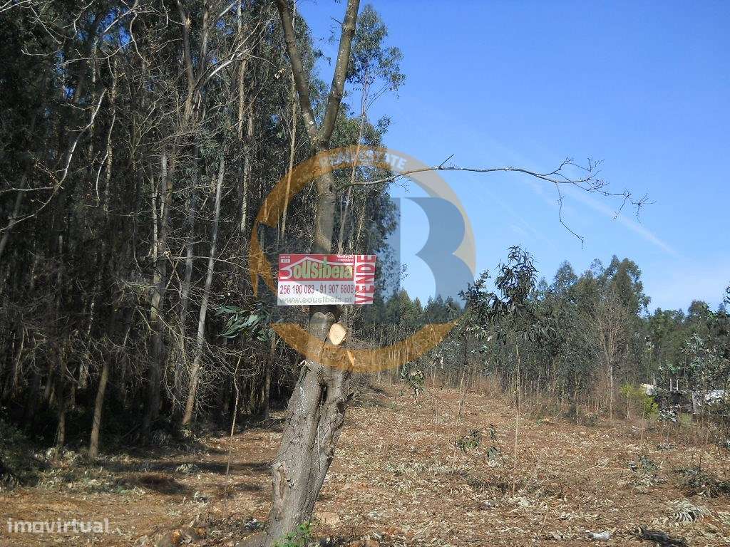 Terreno São João Ovar - Grande imagem: 2/4